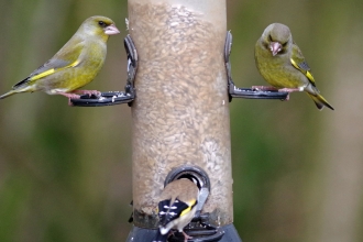 Birds on bird feeder