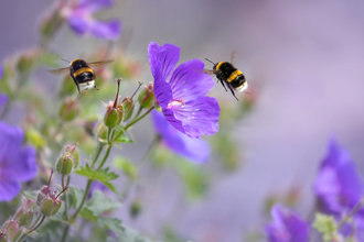 Bumblebee on flower