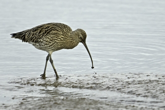 A Eurasian curlew feeding on mudflats.