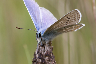 Common blue butterfly