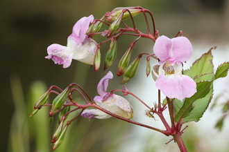 Himalayan Balsam