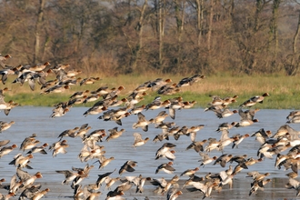 A flock of wigeon at Catcott Lows National Nature Reserve