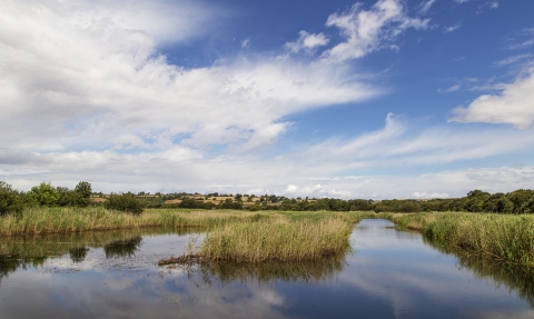 Westhay Moor