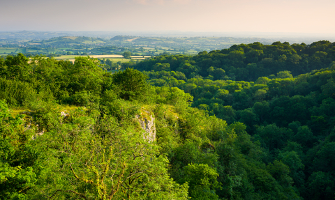 Cheddar tree tops