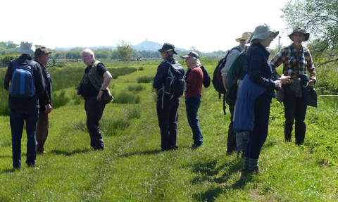 Ilminster and Chard group visiting Shapwick Moor