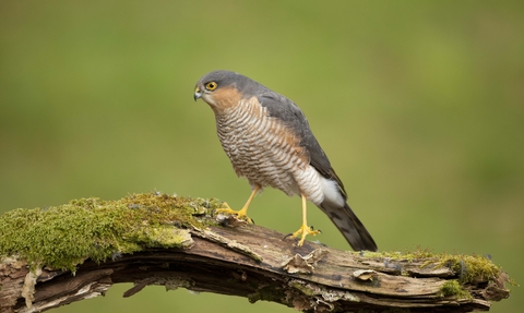 Sparrowhawk