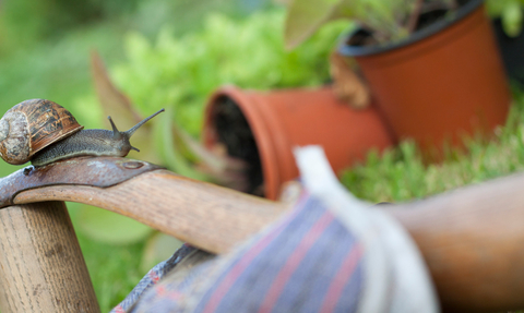 Gardening with wildlife, snail on gardening gloves with pot plants behind