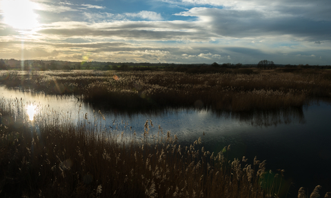 Sunny day at our Catcott nature reserve, looking out over the water with the sun flaring from the left