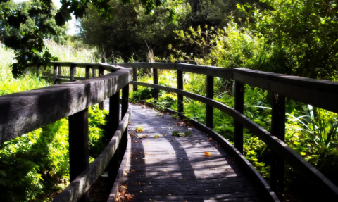 Wooden boardwalk at Avalon Marshes