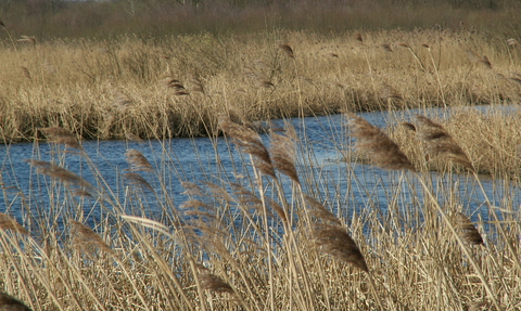 Landscape view over Westhay