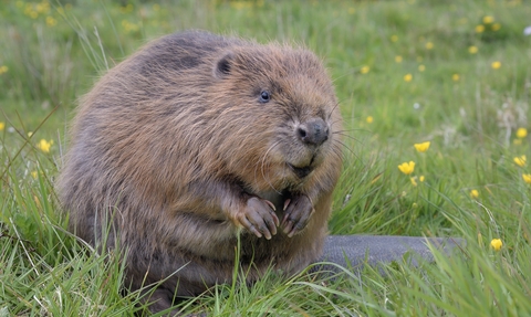 Beaver sitting in green field