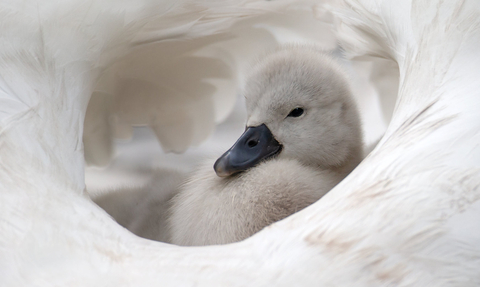 Cygnet