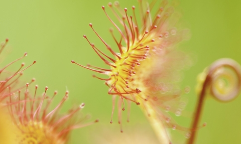 A macro view of sundews at Westhay, Somerset