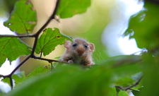 Dormouse in tree