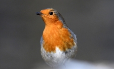 Robin