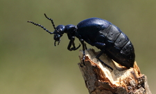 Violet oil beetle