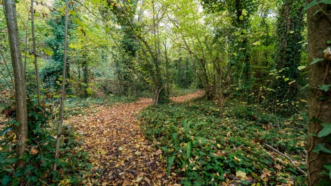 Thurlbear Wood leafy path Matt Sweeting