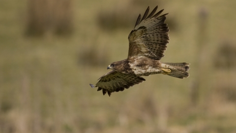 Buzzard flying Ben Simmonds