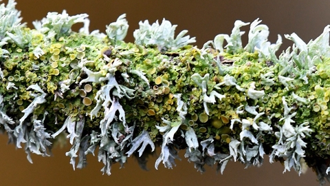 Lichens