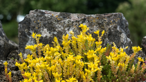 Yellow flowering moss on a rock