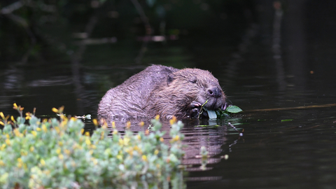 Image of beaver feeding in the water