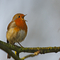 A robin perched on a mossy branch, singing