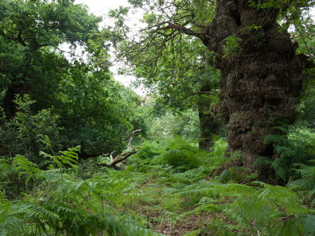 Lowland dry oak and birch wood