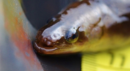 Somerset Eel Project | Somerset Wildlife Trust