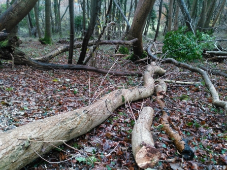 Ash dieback, Cheddar Woods