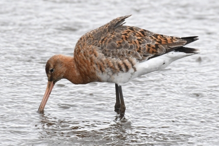 Black-tailed Godwit feeding