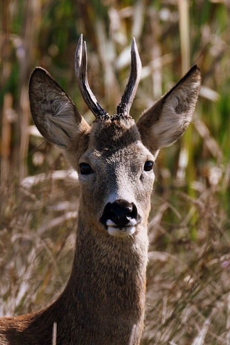 Roe buck at Steart