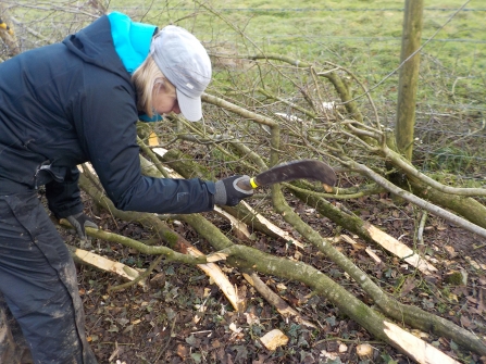 Hedgelaying volunteer session