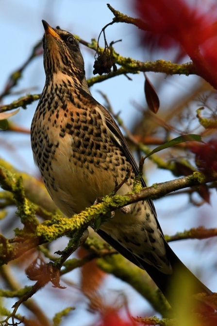 Fieldfare among berries