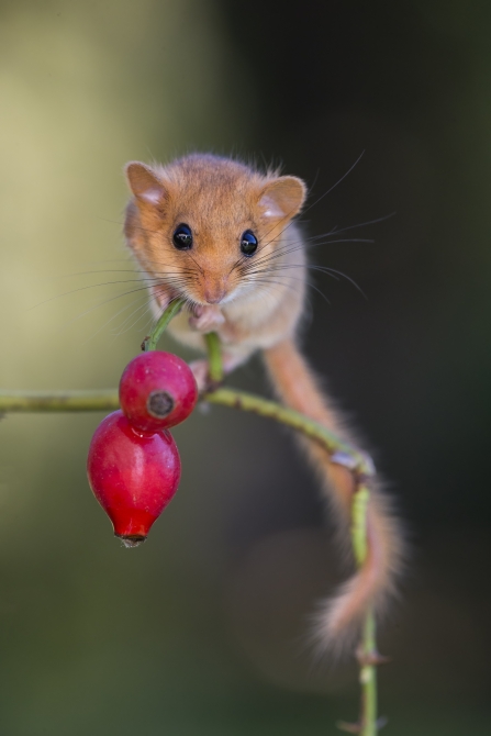 Dormouse