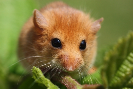 Dormouse