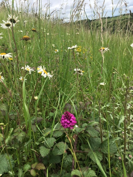 Restored grasslands - Mendip