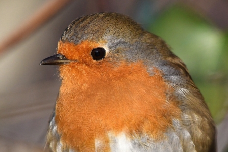 Robin