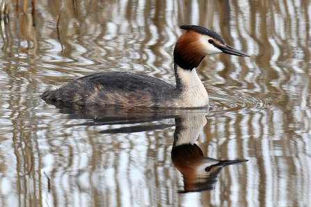 Great crested grebe