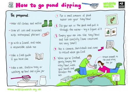 How to go pond dipping