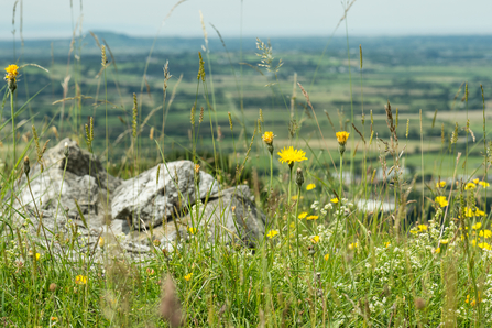 A view from Mendip scarp down to the Levels, with wildflowers and limestone rock in foreground