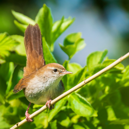 Cetti's warbler