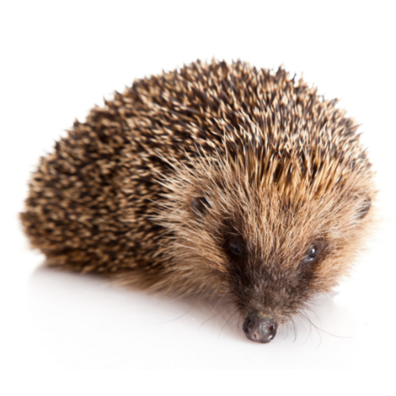 Hedgehog facing the camera