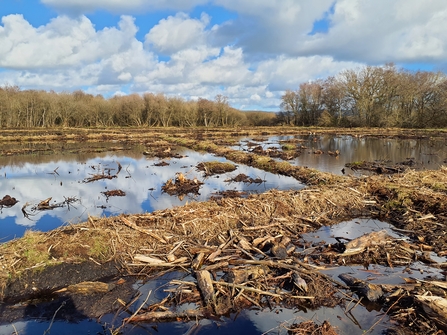 Blue sky and cloud reflection over a restored peatland area 