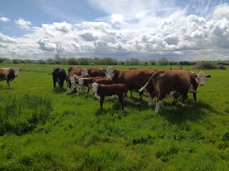 Joe Stradling's farm