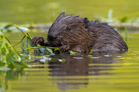 Beaver