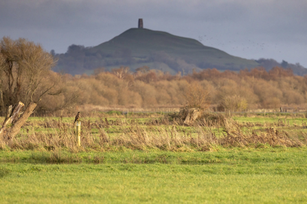 View of Glastonbury Tor