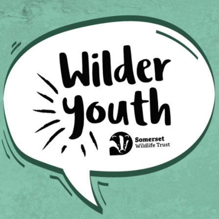 Wilder Youth instagram graphic