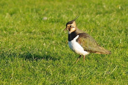 Lapwing are one of the species taking advantage of the newly created open habitat at Westhay Moor