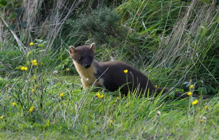 Pine marten