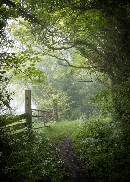 Mystical image of Aller & Beer Woods Nature Reserve